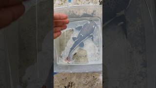 Ikan Rtc Gua Mogok Makan