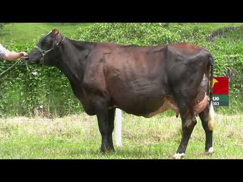 LOTE 24 • LEILÃO GIROLANDO VILAREJO • DIA 22 DE MARÇO 14HS REMATEWEB • 0772BG