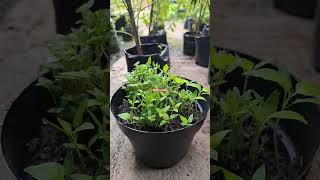 bibit cabe rawit #cabai #cabairawit #berkebun #berkebundirumah #bercocoktanam