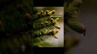 After the Rain | Macro Photography and Diffuser Blend