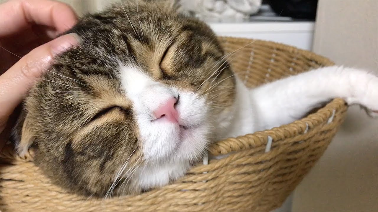 寝る前の甘えん坊ぽこ太郎 - YouTube
