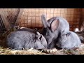 Геркулес для крольчат