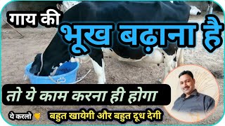 cow ki bhukh badhane ke upay  गाय को भूख बढ़ाने का तरीका cow ki bhukh badhane ka tarika