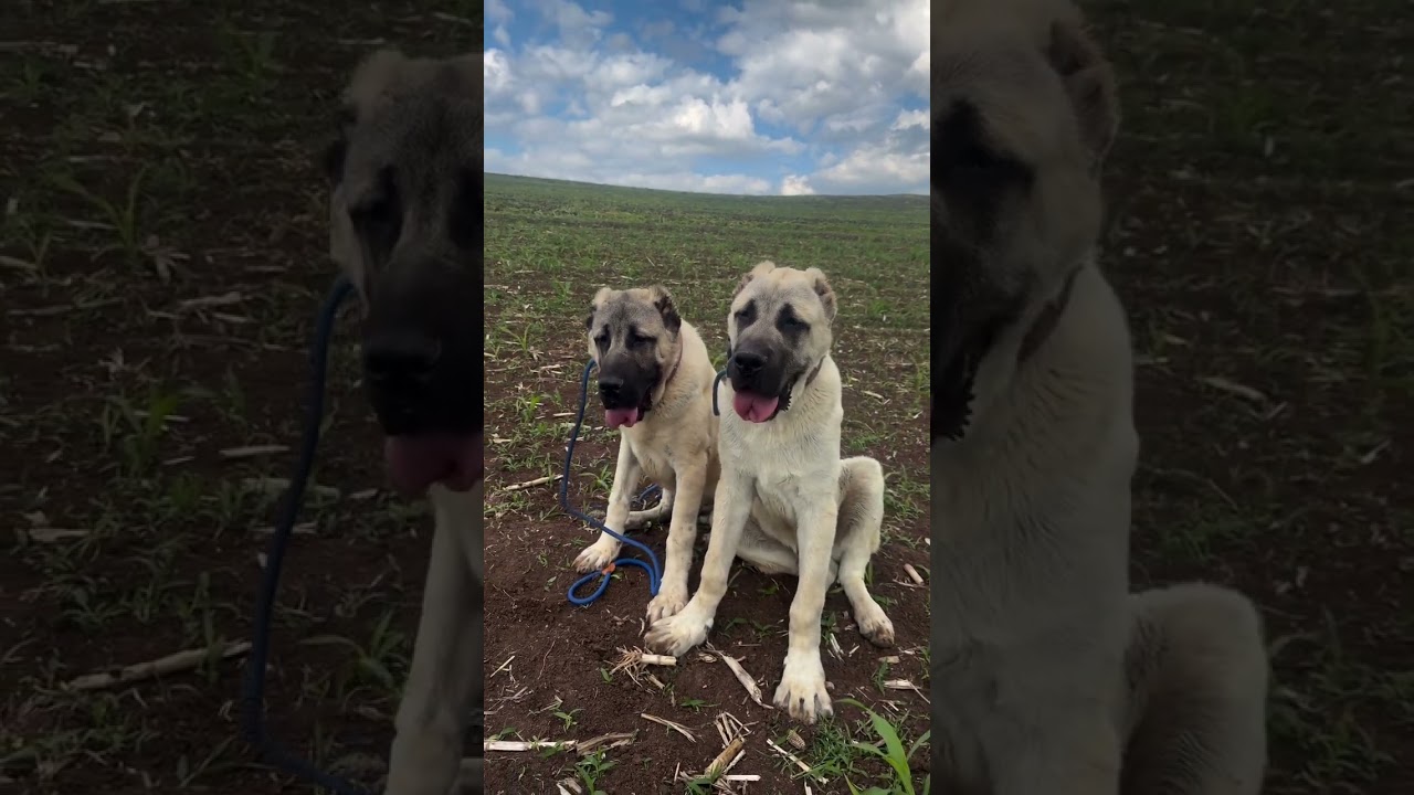 #doglove #kangal #dog #doggielife #doglife #animals #dogs #köpek #dogshorts #pitbull #puppy #bigdog