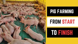Full The Complete Pig Feeding Guide ll From Wean to Finish Update