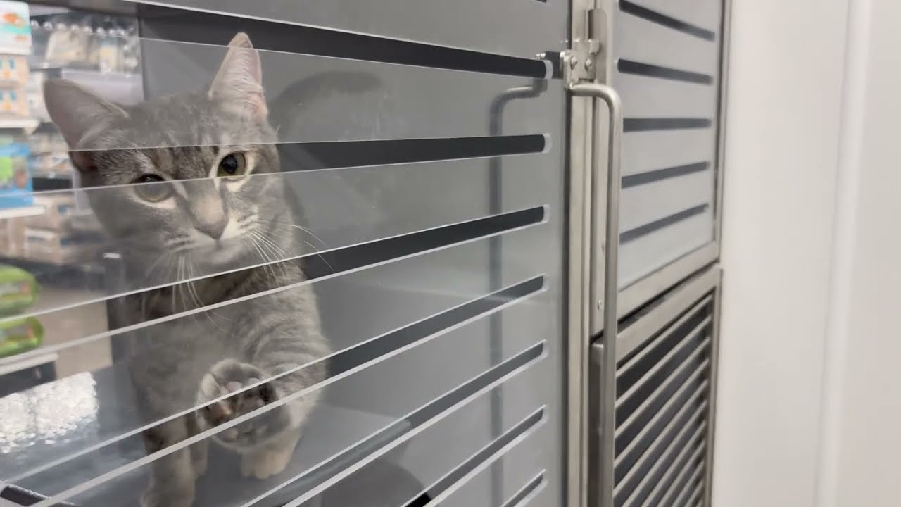 Torbie Queen Zoe Returns: Gracefully Reigning, Still Waiting for Her FurEver Home (2025 May 5)