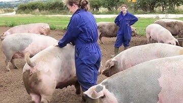 Harvesting Millions Of Pine Trees, Pine Resin, And Pine — Processing Pine Resin In The Factory