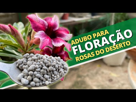 Vídeo: Fertilizante de Rosas: Aprenda a Escolher o Melhor Fertilizante de Rosas