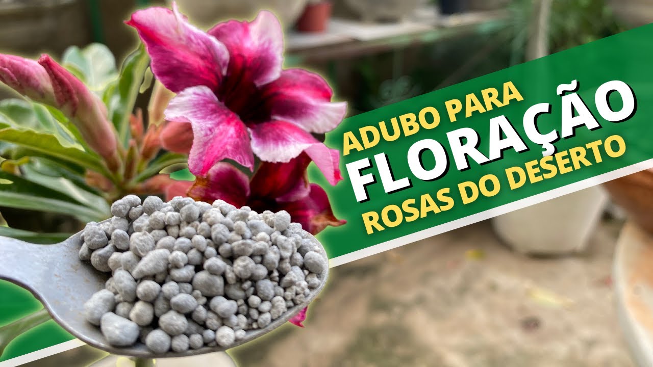 Adubo barato para FLORAÇÃO nas Rosas do Deserto - thptnganamst.edu.vn