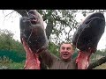 Разделка и готовка крупных СОМОВ! (cutting catfish cook)