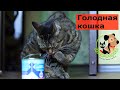 Почему кошка стала больше есть, чем обычно? Всегда голодная кошка, причины и что можно сделать