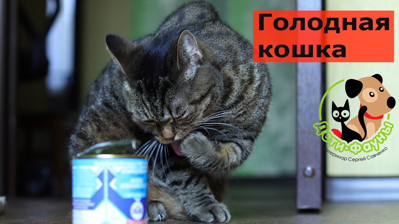 Кошка голодный песня. Голодная кошка. Почему коты всегда Голодные. Кот постой голодный. Почему кошки вечно Голодные.