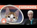 ¿Cómo cuidar un gato esterilizado? | Consejos veterinarios