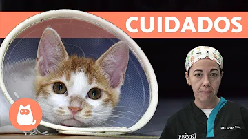 ¿Qué deben evitar los gatos después de la esterilización?