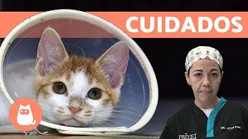 ¿Los gatos macho necesitan un cono después de la esterilización?