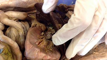 Cat Dissection - Digestive System