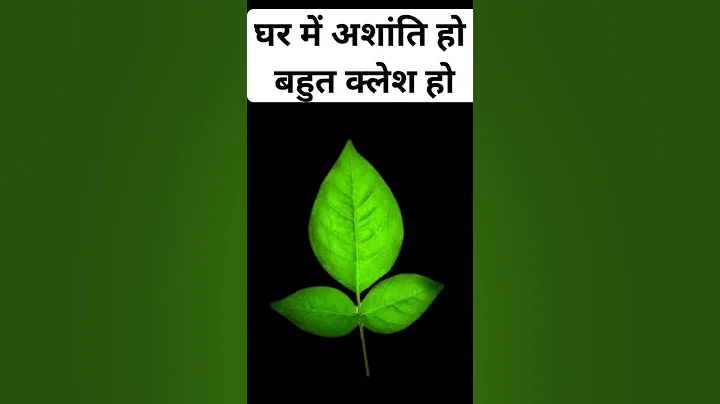 घर में अशांति हो बहुत क्लेश हो | #pandit_pradeep_ji_mishra #upay #belpatra