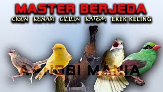 Download Lagu Cigun Kenari CILILIN KATEM Ekek Keling | Master berjeda suara alam MP3