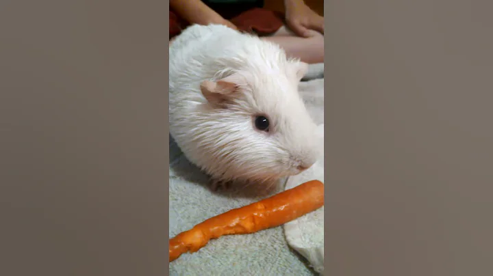 Smurfy the Guinea pig