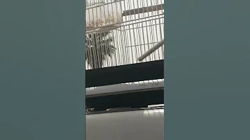 النغمات الجميلة لي طائر الشحرور 