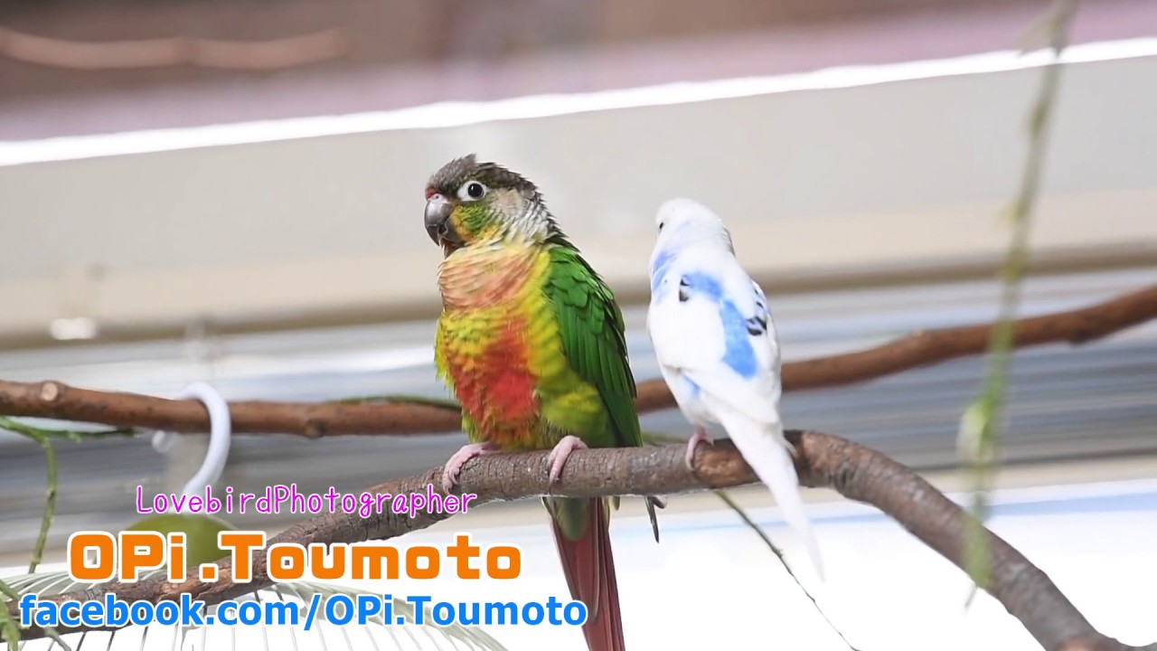 森ノ宮 小鳥ひろば│大阪城のお膝元にある鳥カフェ | OPiときめく愛鳥図鑑