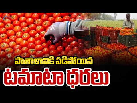 Tomato Prices Crash in Telugu States | Tomato Price Today | పాతాళానికి పడిపోయిన టమాటా ధరలు | ZEE - ZEE24TELUGUNEWS