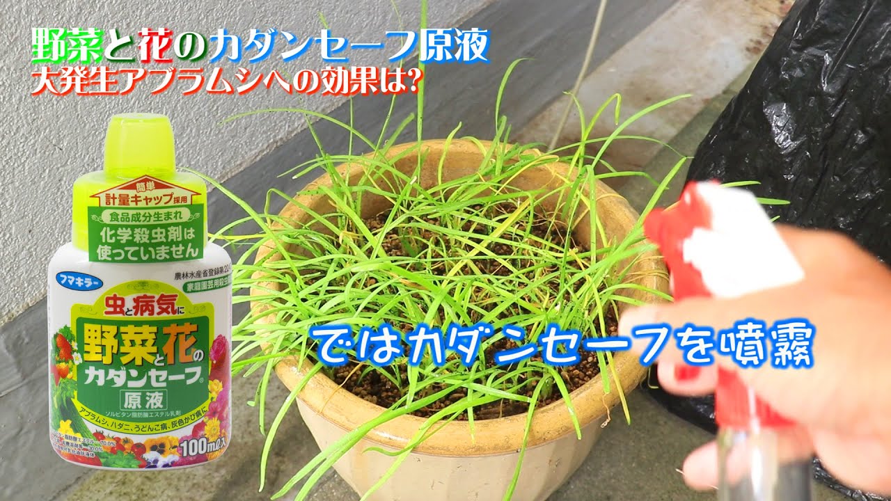 大発生アブラムシ自然由来カダンセーフ効くか 試しましたよ Youtube