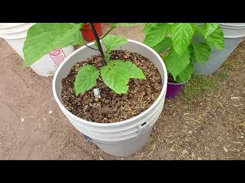 Vidéo: Problèmes de la plante Tomatillo : raisons d'une coque vide sur les tomatillos