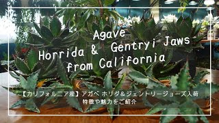 カリフォルニア産】アガベ ホリダ＆ジェントリージョーズ入荷！特徴や