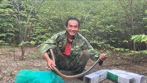 Cùng Võ Minh Phụng thăm bẩy rắn cuối mùa mà hên quá| thế kiệt official