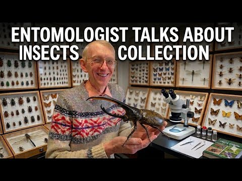 Entomologist Tells about New Species and Entomology Collection: Beetles, Hornets, Moths, Spiders.