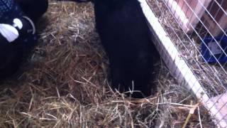 Ossabaw Island Pigs at Little Creek Farm in Ontario Canada