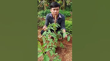 Tác Dụng Của Việc Tỉa Chồi, Và Lá Cây Cà Chua | ĐẤT ĐỎ TV