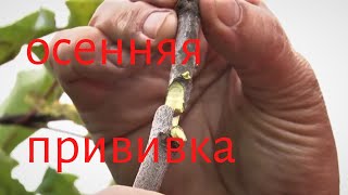 Прививка яблони. Опытный садовод Елена Панова показывает