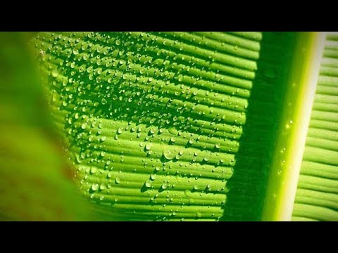 the use of banana leaves in a new pond