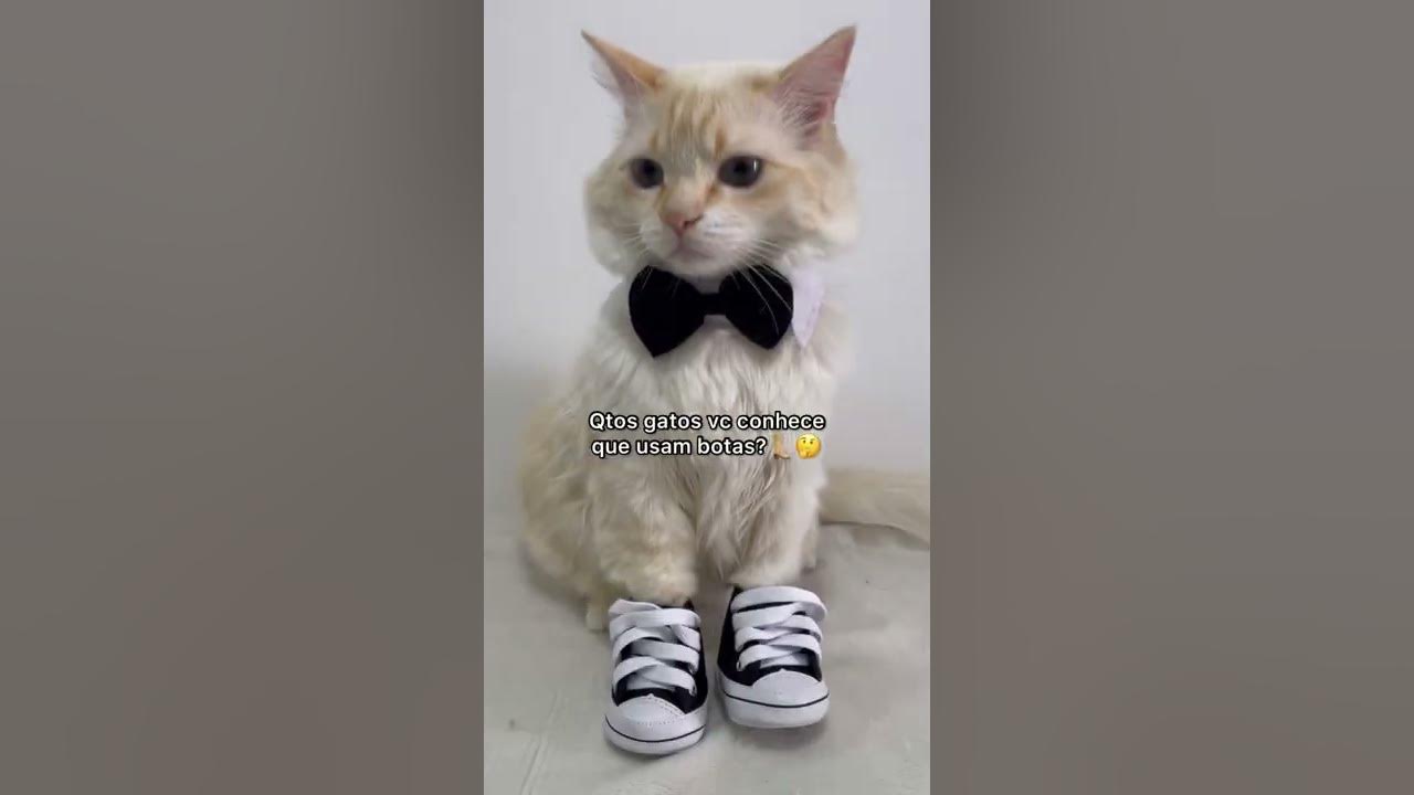 O Gato de Botas ataca Shrek, Shrek 2