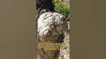 CÂY BẰNG LĂNG TÍM ĐỘC LẠ QUÝ HIẾM TUYỆT ĐẸP TRÊN TÂY NGUYÊN