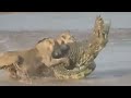 Lion vs crocodile fight compilation