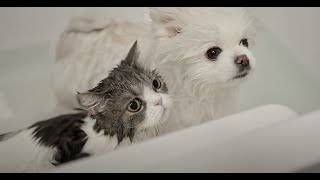 Living with Cat vlog | Bathing day for our Cat and Dog by KiSH-Log 키쉬의 브이로그 65,945 views 1 year ago 11 minutes, 18 seconds