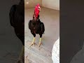 lakha aseel fight mod|#aseelmurga #yuotubeshorts #adaseel