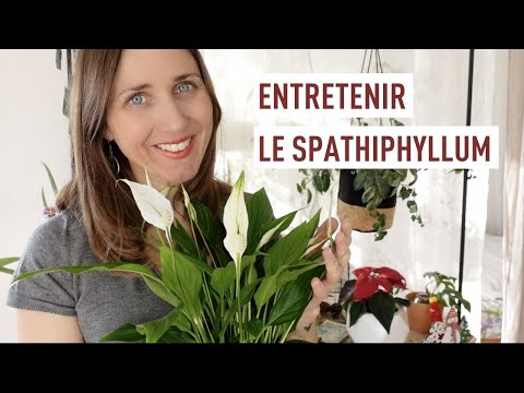Cultiver et entretenir le spathiphyllum !