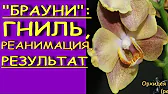 Орхидеи,узамба́рские фиалки,Самара🌺