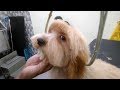 Golden Doodle Grooming | One lakh Rs Pet | Pet Grooming