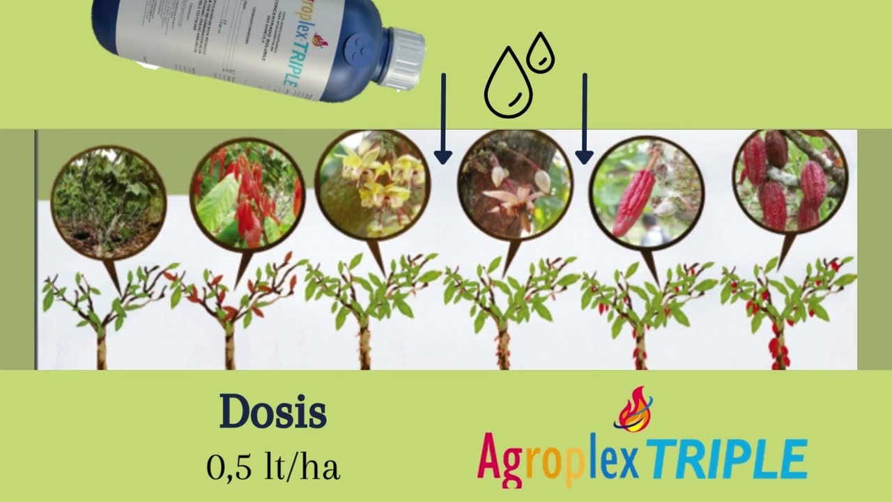 Agroplex Triple React Max en su cultivo de Cacao