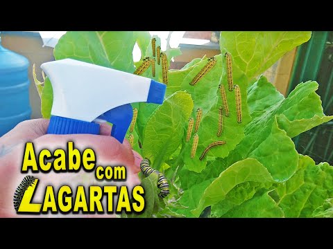 Vídeo: Como se livrar das lagartas – Mantenha as lagartas fora do jardim