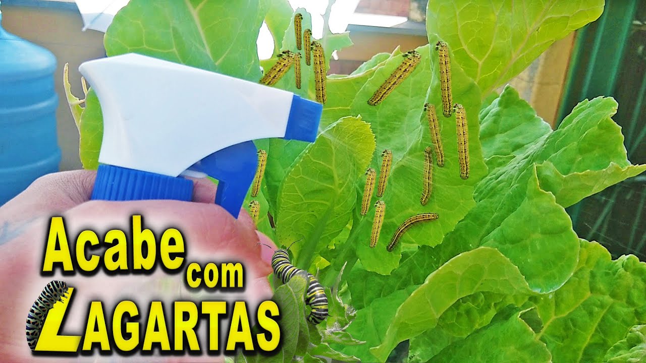 Como Eliminar Lagarta Da Couve Com Vinagre