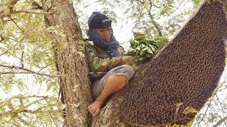 How to Harvest HoneyBee! || Honey Harvesting and Processing Equipment || Beekeeping