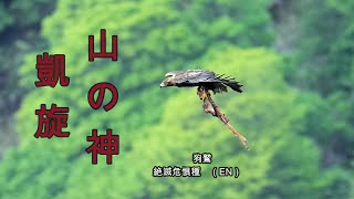 神の化身　伊吹山のイヌワシGod's incarnation Ibuki eagle