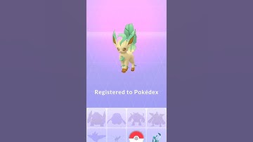 Eevee community day 😍 | caught lots of eevees 😍 #shorts #eeveecommunityday