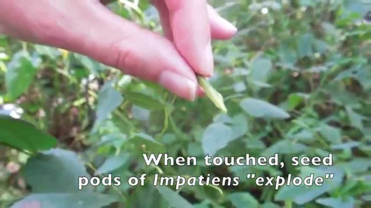 Exploding Seeds Of Impatiens You